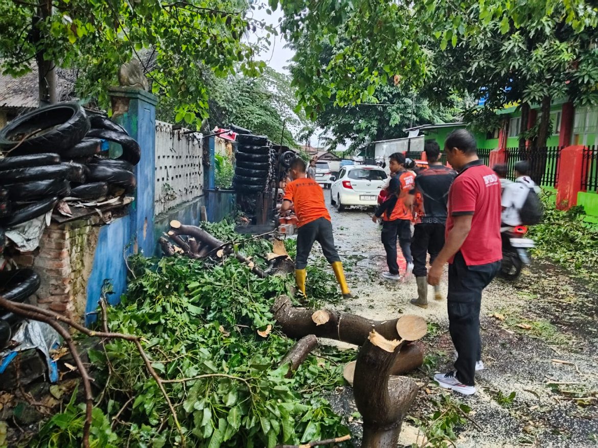Tim Reaksi Cepat (TRC) Badan Penanggulangan Bencana Daerah (BPBD) Gerak Cepat Evakuasi Pohon Tumbang, di Sejumlah Ruas Jalan