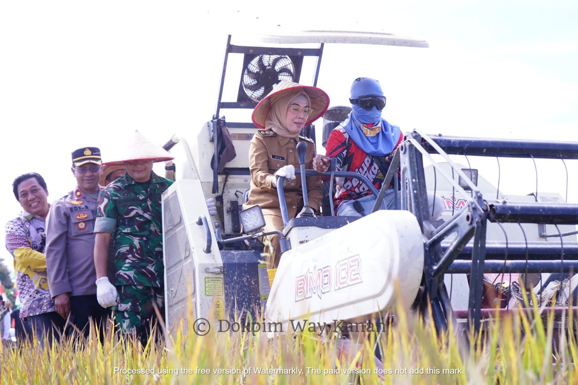 Pemkab Way Kanan Ikuti Panen Raya Padi Serentak Di 14 Provinsi Bersama Presiden Republik Indonesia